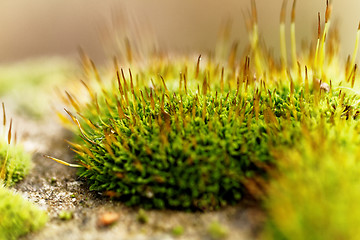 Image showing Green moss