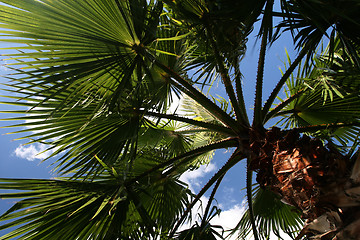 Image showing palmtree dream