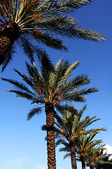 Image showing palmtree and blue sky