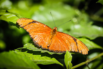 Image showing Julia Heliconian Dryas Julia