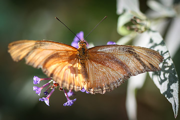 Image showing Julia Heliconian Dryas Julia