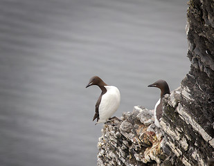 Image showing The Guillemots on eaves