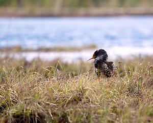 Image showing Mating behaviour of ruffs in lek (place of courtship)