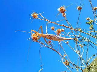 Image showing Formidable insect. Armed with  thorns huge locust