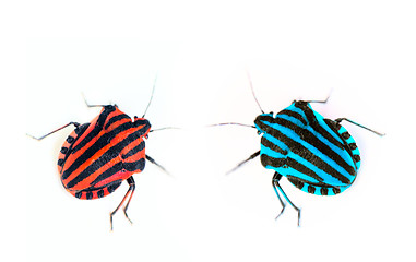 Image showing Brightly colored bug Italian. Macro