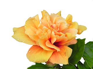 Image showing peachy flower