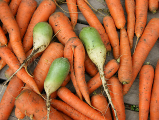 Image showing Carrot and radish