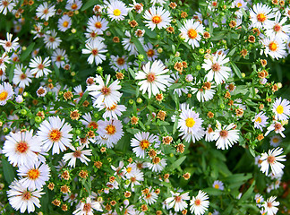 Image showing White daisywheels