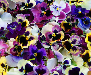 Image showing Flower Pansy