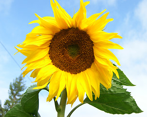 Image showing Beautiful sunflower against blue sky