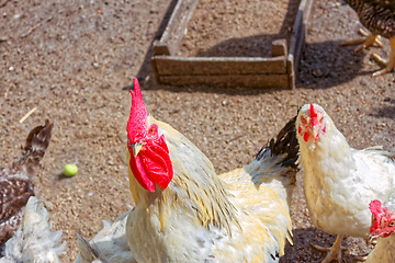 Image showing Cock and several hens on the poultry yard