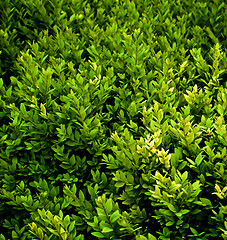 Image showing Green Plants Background