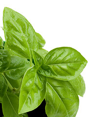 Image showing Fresh Green Basil