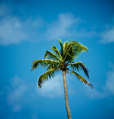 Image showing Alone Palm Tree