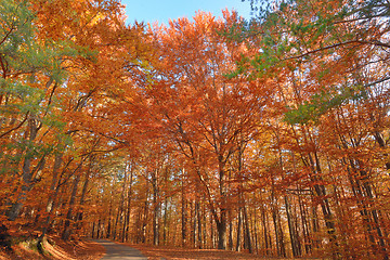 Image showing Colorful  autumn forest