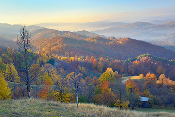 Image showing Colorful  autumn forest