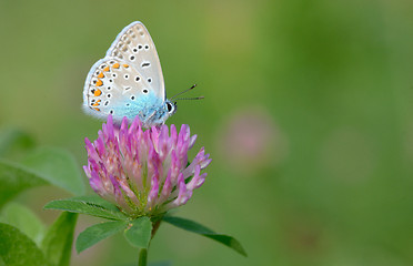 Image showing Common Blue (Polyomathus icarus)