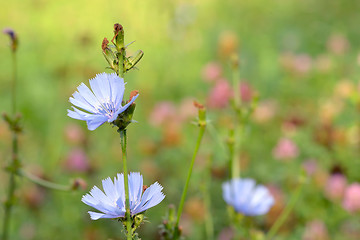 Image showing Blue chicory herb 