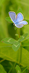 Image showing Common Blue (Polyomathus icarus)