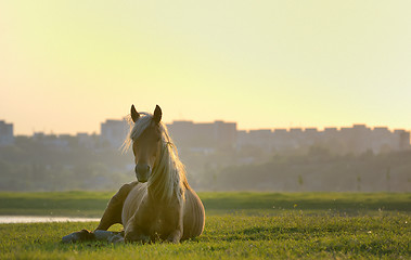 Image showing Horse sitting down