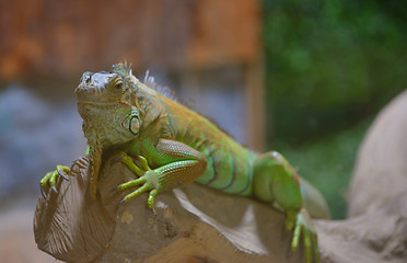 Image showing Close-up of a male Green Iguana