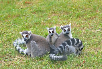 Image showing ring-tailed lemur (lemur catta)