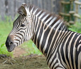 Image showing Beautiful zebra\'s head