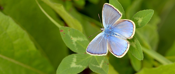 Image showing Common Blue (Polyomathus icarus) 