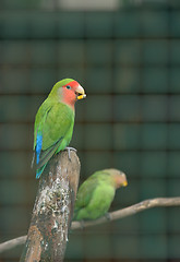 Image showing Pair of Cotorra parrot 