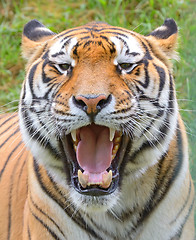 Image showing Tiger close-up of face