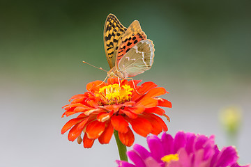 Image showing Perlamutrovka Butterfly closeup on a flower collecting nectar