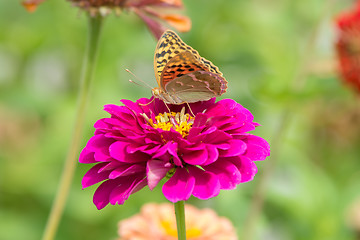 Image showing Perlamutrovka butterfly on a flower