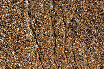 Image showing shell sand