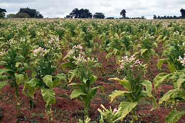 Image showing Tobacco field