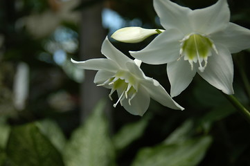 Image showing White orchid