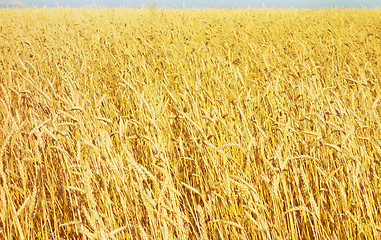 Image showing golden wheat field