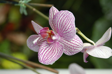 Image showing Striped orchids