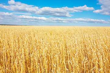 Image showing golden wheat field