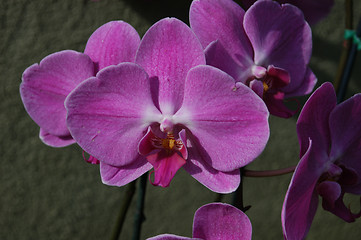 Image showing Purple Orchids