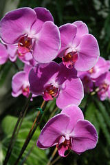 Image showing Purple Orchids up close
