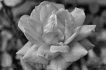 Image showing Red rose in black and white