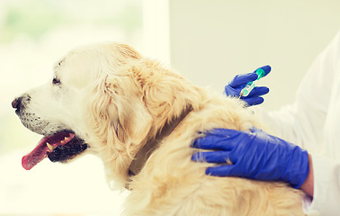 Image showing close up of vet making vaccine to dog at clinic