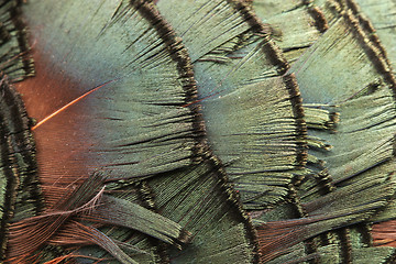 Image showing green feather