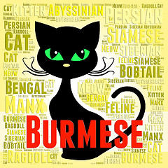 Image showing Burmese Cat Means Breeder Breed And Domestic