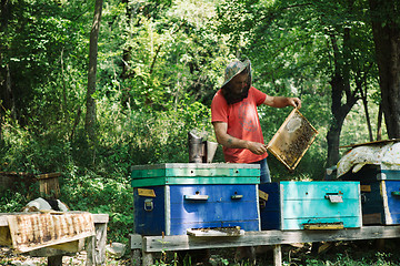 Image showing Man holding honeycomb at apiary