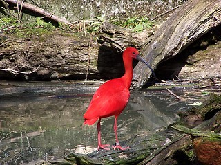 Image showing Flaming Bird