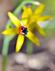 Image showing Details of Ladybugs on spring  flowers