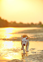 Image showing American Staffordshire Terrier dog