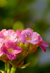 Image showing Hydrangea with drops  in the sunset in the garden