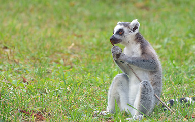 Image showing ring-tailed lemur (lemur catta)